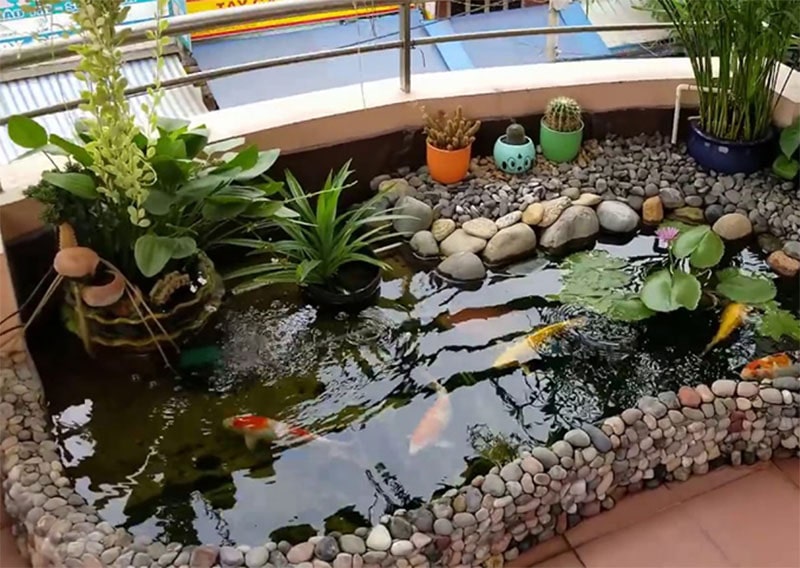 hồ cá koi sân thượng