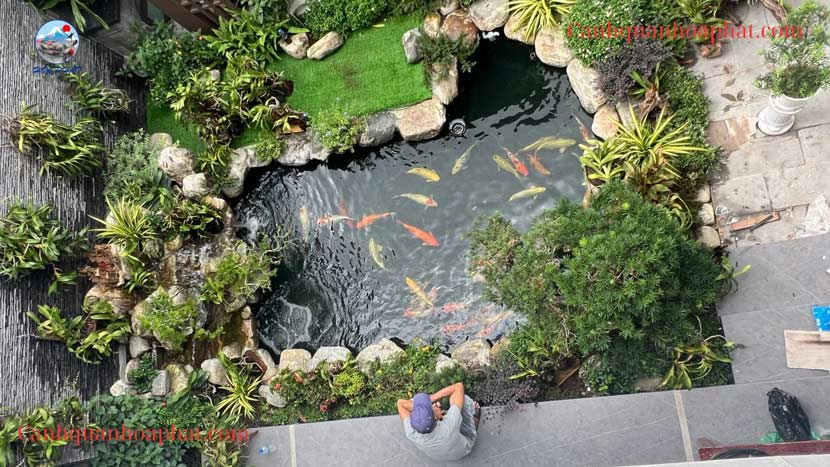 thả cá và bàn giao công trình cho anh khương tại dĩ an bình dương- cảnh quan hòa phát