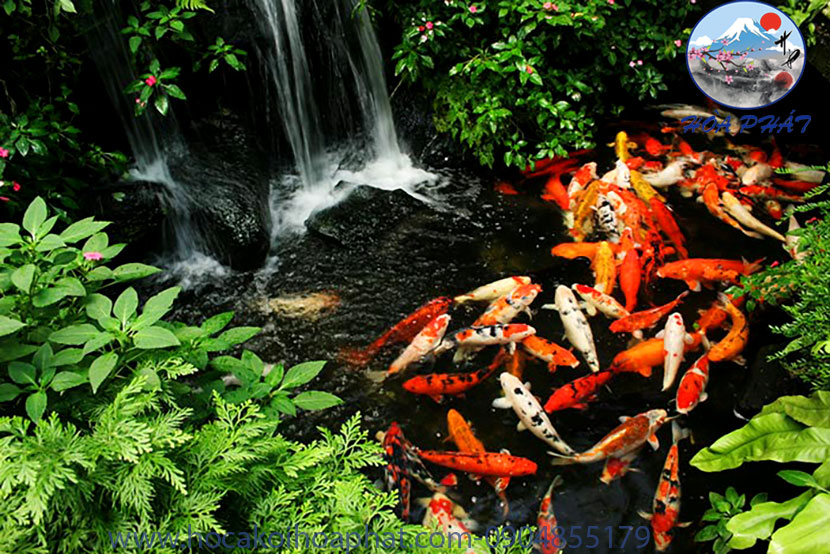 Các Tiêu Chuẩn Thiết Kế Hồ Cá Koi Chuẩn Nhật Bản – Hướng Dẫn Chi Tiết A–Z