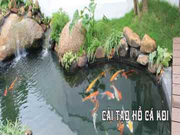 Cải Tạo Hồ Cá Koi – Xử Lý Nước Đục, Nâng Cấp Hệ Lọc