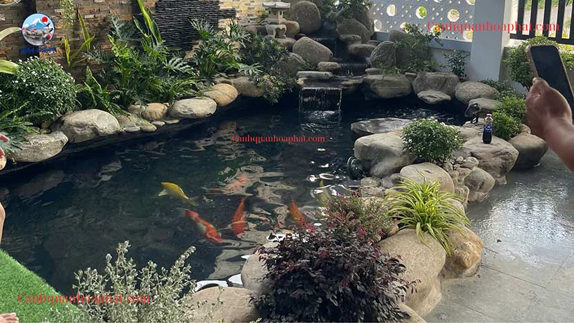 Hồ cá Koi mini nên nuôi bao nhiêu con?