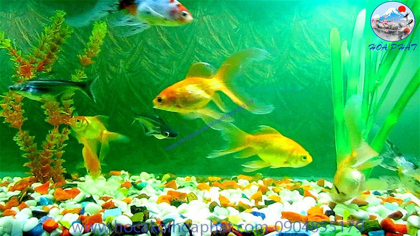 Hồ cá Koi và hồ cá thường khác nhau thế nào? So sánh chi tiết