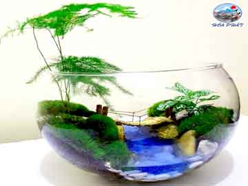 Hướng Dẫn Chăm Sóc Bể Cá Mini Để Bàn Hiệu Quả Tại Nhà