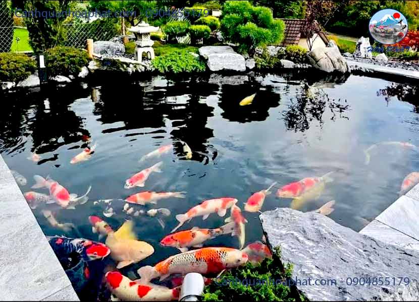 So sánh hồ cá Koi sân thượng và hồ cá Koi mặt đất