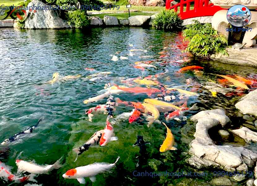 Thiết kế hồ cá Koi chuẩn Nhật Bản
