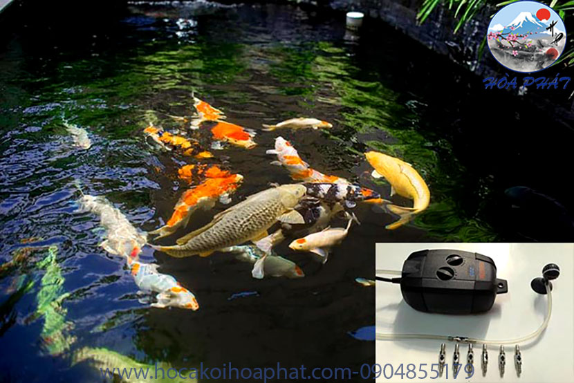 Top Phụ Kiện Hồ Cá Koi